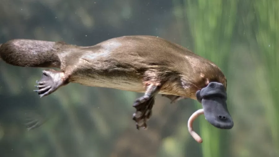 Os animais mais estranhos da Austrália 